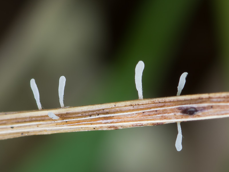 Typhula culmigena